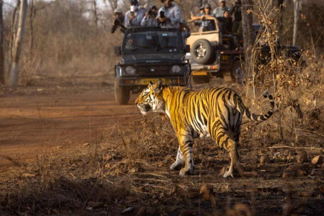The Ultimate Journey Through the Heart of India – Madhya Pradesh Explorer Ujjain | Bhopal | Pachmarhi | Khajuraho | Bandhavgarh