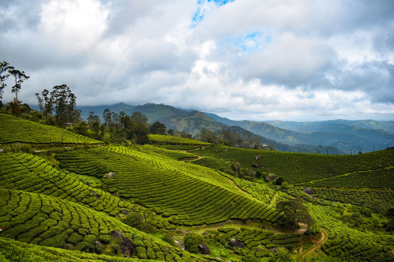 Mountains, Tea Gardens & Backwaters – Kerala Family Delight Kochi | Munnar | Alleppey