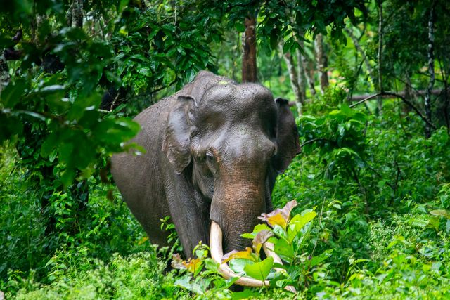 From Sacred Temples to Wildlife Trails – Nepal Explorer Kathmandu | Pokhara | Chitwan | Lumbini